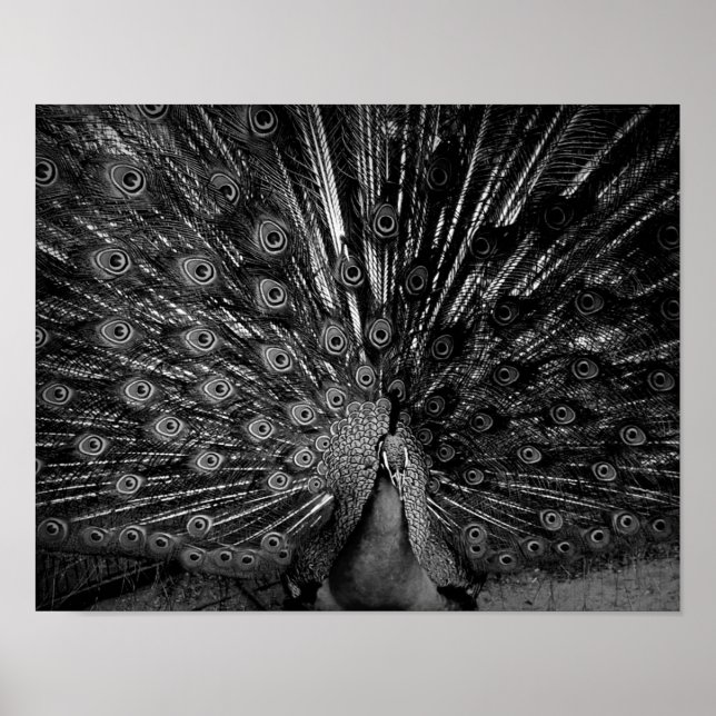 Póster Pavo de pavo real con cola (Frente)