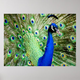 Póster Pavo real
