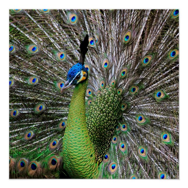 Póster Pavo real (Anverso)
