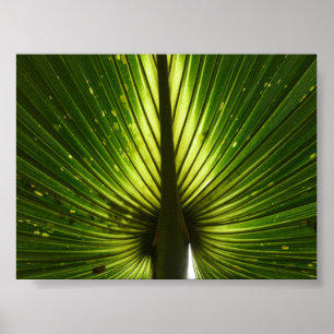 Póster "Pavo real "