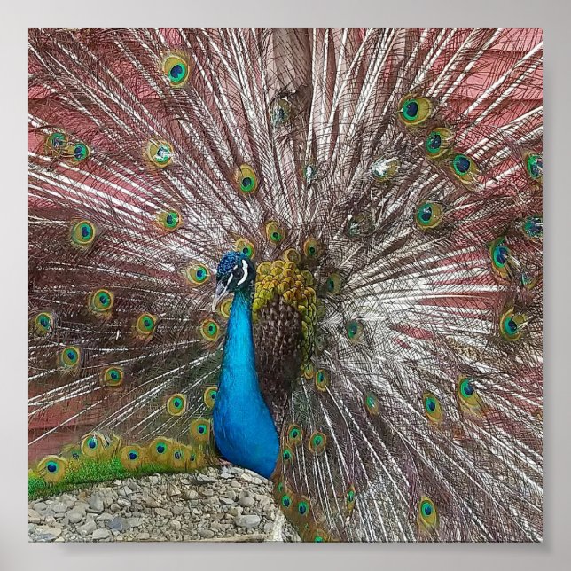 Póster Pavo real (Frente)