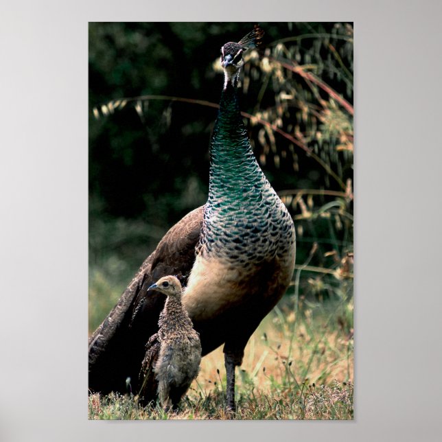 Póster Pavo real (Frente)