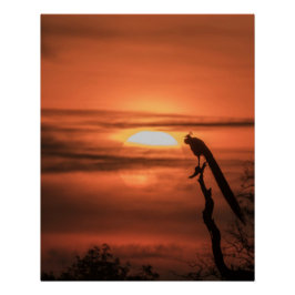Póster Pavo real al amanecer