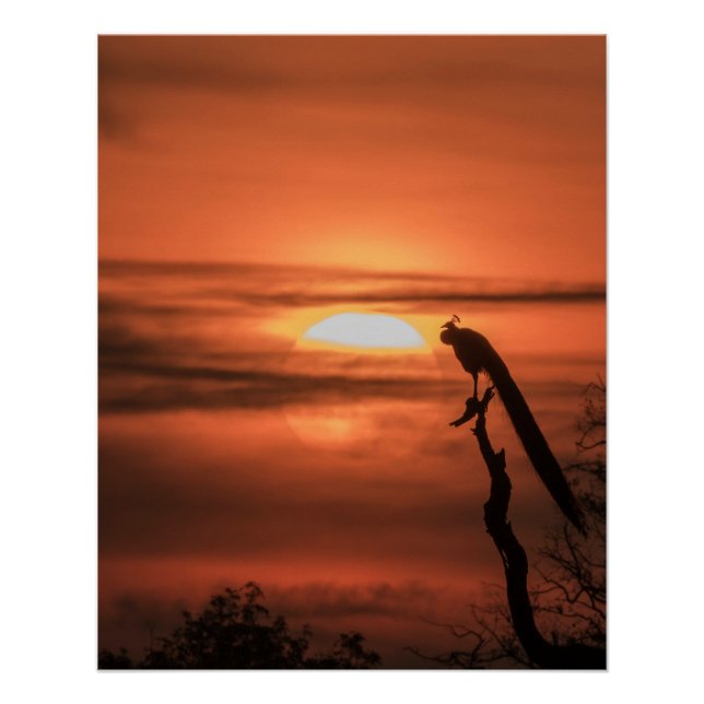 Póster Pavo real al amanecer (Anverso)