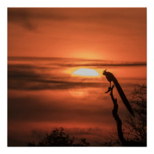 Póster Pavo real al amanecer