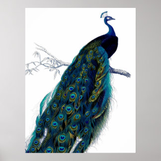 Póster Pavo Real Azul Elegante Vintage