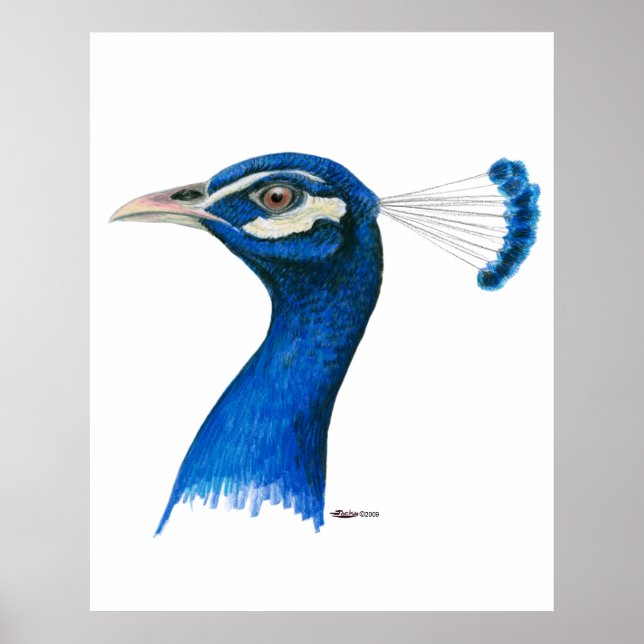 Póster Pavo real: azul indio (Frente)