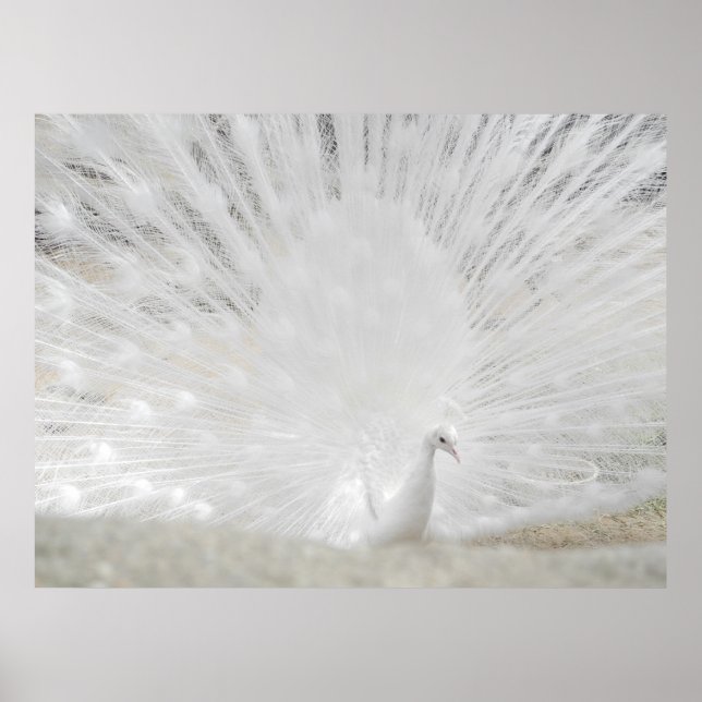 Póster Pavo Real Blanco, asombrosa fotografía (Frente)
