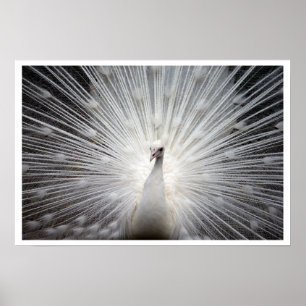 Póster Pavo Real Blanco con plumas al aire libre