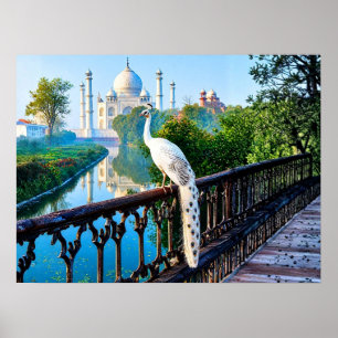 Póster Pavo real blanco con vista al Taj Mahal