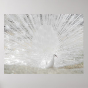 Póster Pavo real blanco, fotografía asombrosa
