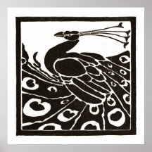 PAVO REAL BLANCO Y NEGRO