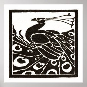 PÓSTER PAVO REAL BLANCO Y NEGRO