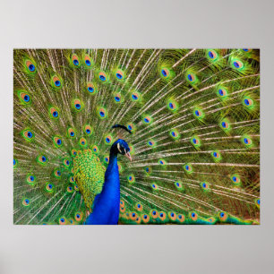 Póster Pavo real colorido