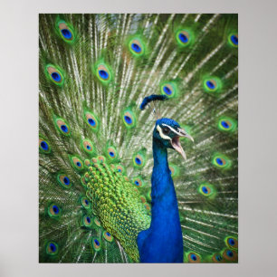 Póster Pavo real de griterío