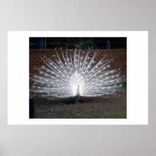 Póster Pavo real del albino