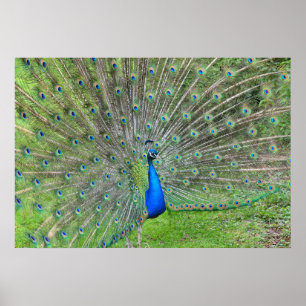 Póster Pavo real demostrando su cola