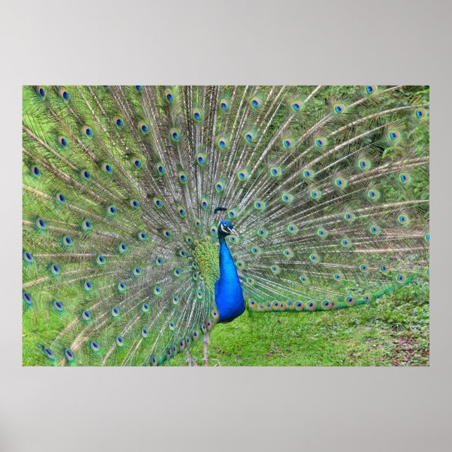Póster Pavo real demostrando su cola (Frente)