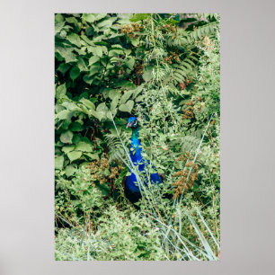 Póster Pavo real en arbustos verdes