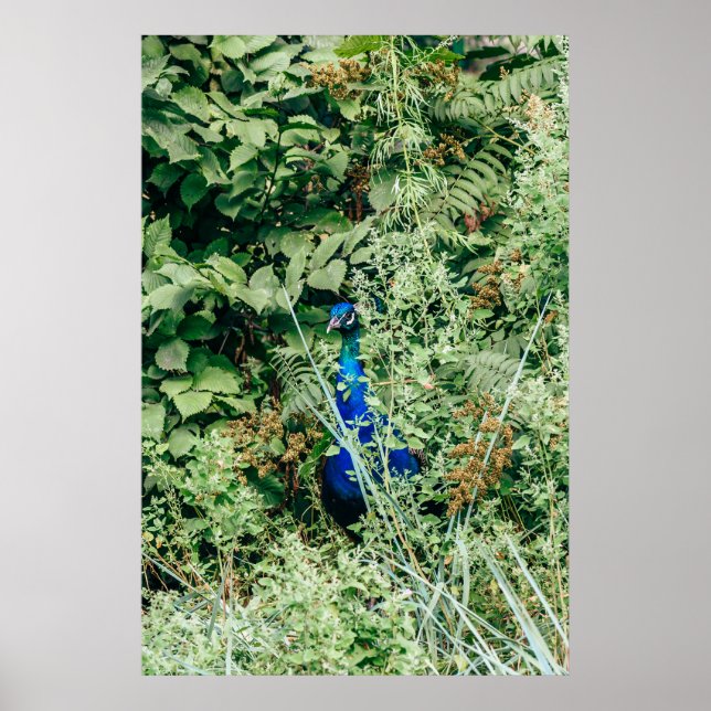 Póster Pavo real en arbustos verdes (Frente)