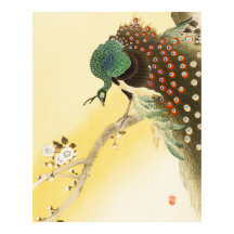 Pavo Real En El Árbol De Cerezo