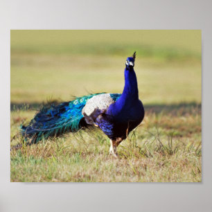 Póster Pavo real en la naturaleza