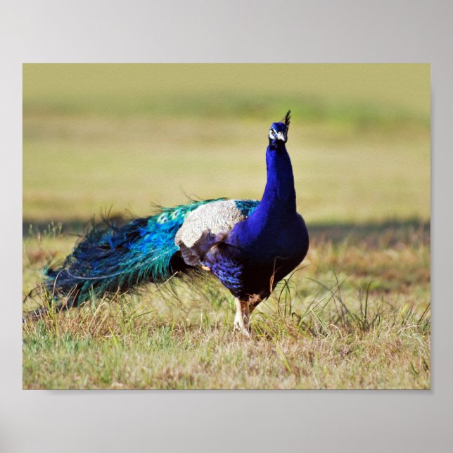 Póster Pavo real en la naturaleza (Frente)