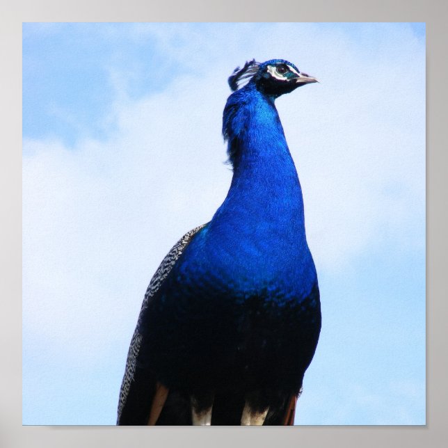 Póster Pavo real en la pared (Frente)