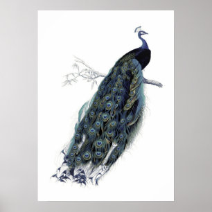 Póster Pavo real en una rama - Ilustracion de época