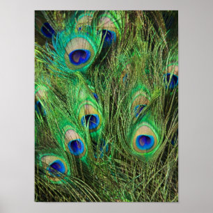 Póster Pavo real hermoso