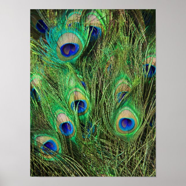 Póster Pavo real hermoso (Frente)