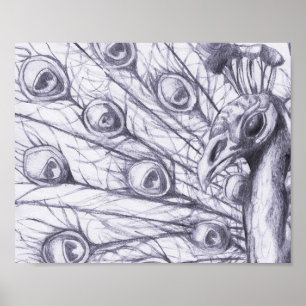 Póster Pavo real hermoso