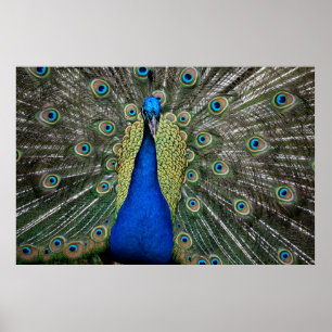 Póster Pavo real majestuoso