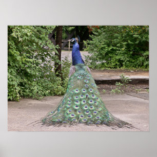 Póster Pavo real masculino hermoso