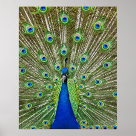 Póster Pavo real mostrando sus plumas