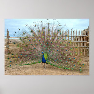 Póster Pavo Real Mostrándose, Corral de Bent's Old Fort