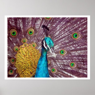 Póster pavo real muestra orgullo