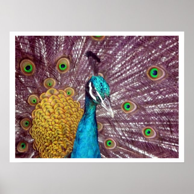 Póster pavo real muestra orgullo (Frente)