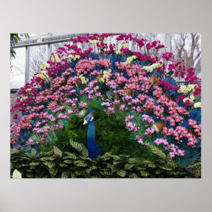 Póster Pavo Real Orquídea