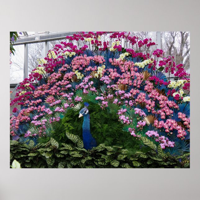 Póster Pavo Real Orquídea (Frente)