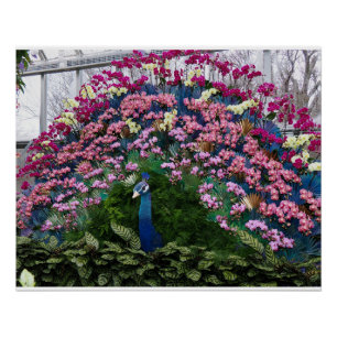 Póster Pavo Real Orquídea