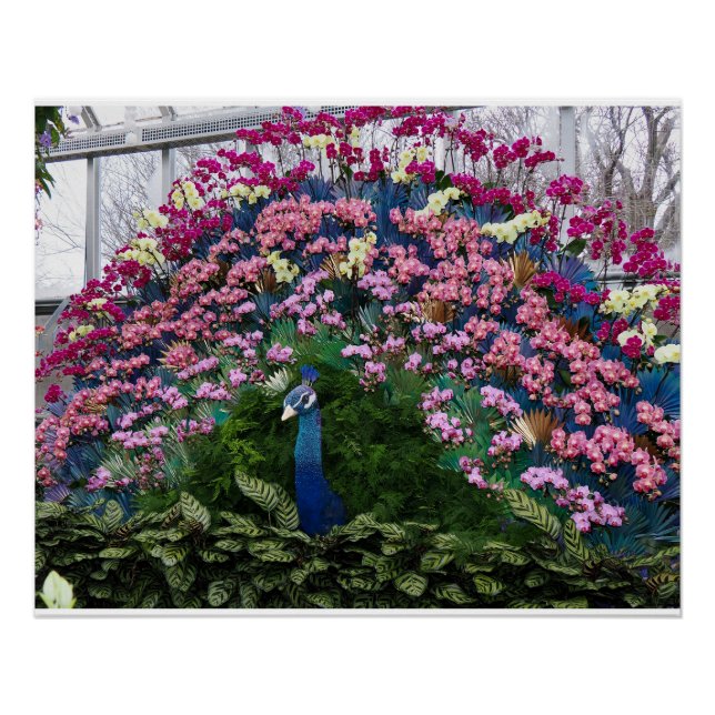 Póster Pavo Real Orquídea (Anverso)