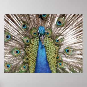 Póster Pavo real que muestra apagado para los visitantes