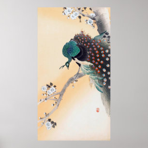 Póster Pavo real sobre un árbol de flores de cerezo, Ohar