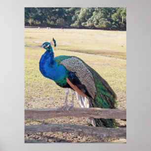 Póster Pavo real sobre una cerca