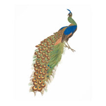 Pavo real vintage