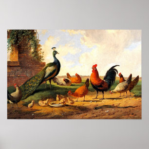 Póster Pavo real y pollos