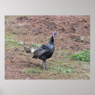 Póster Pavo salvaje solitario