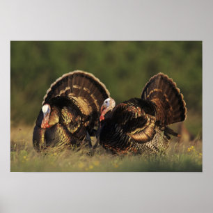 Póster Pavo silvestre, Meleagris gallopavo,machos