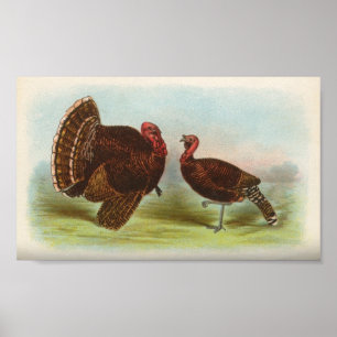 Póster Pavos de bronce